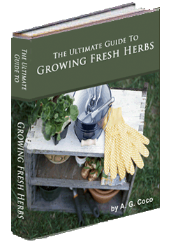 The Ultimate Guide to Growing Fresh Herbs