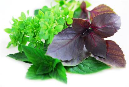  benefits of basil, health benefits of basil, health and nutritional supplement