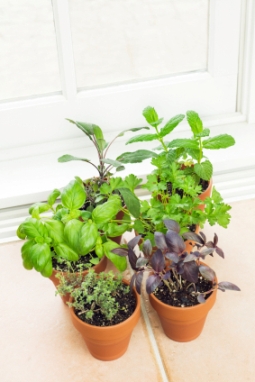 indoor herb gardens, indoor herb garden kit, growing basil indoors